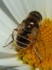 Eristalis arbustorum